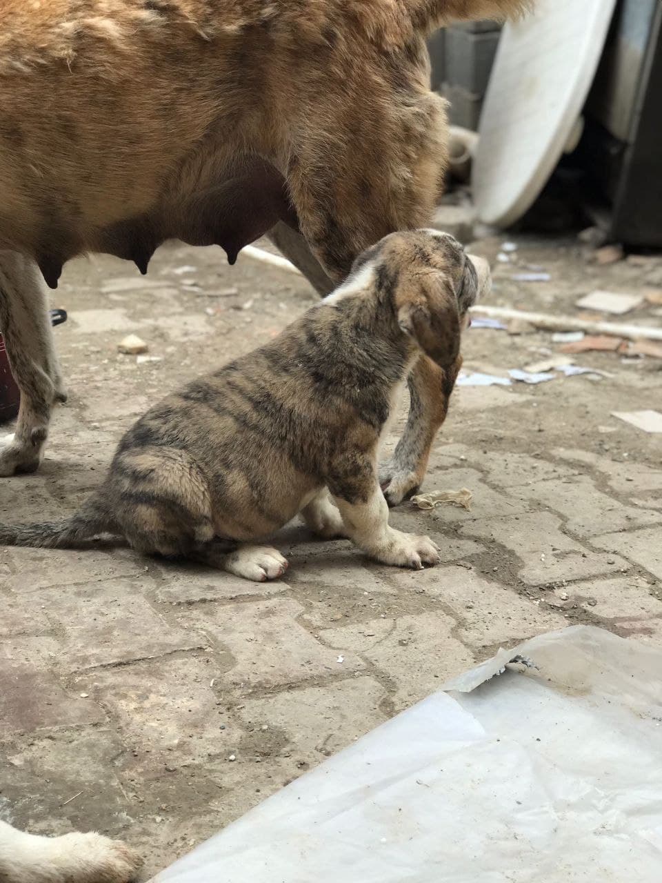 Little Shirkhan
