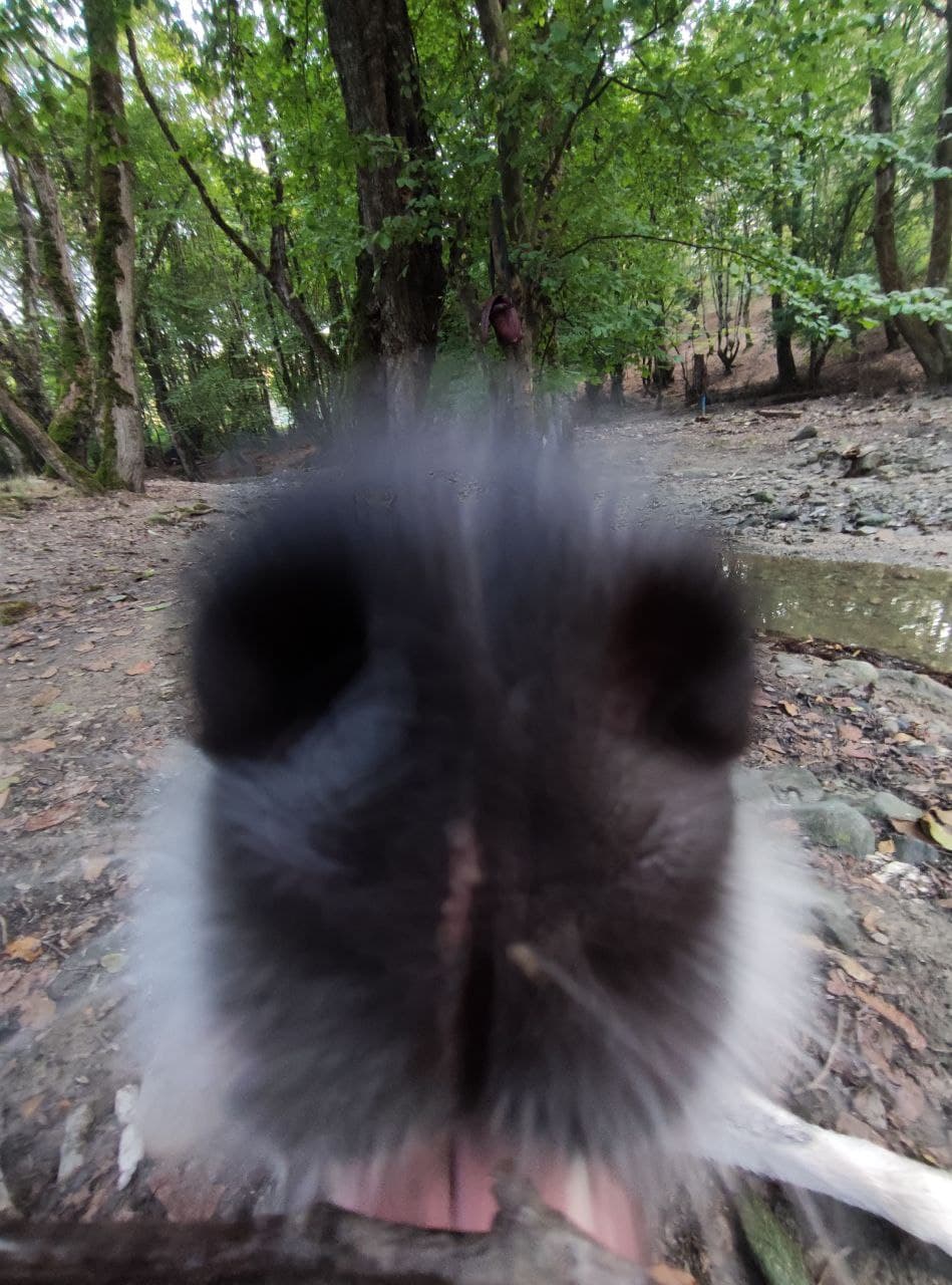 Nose!