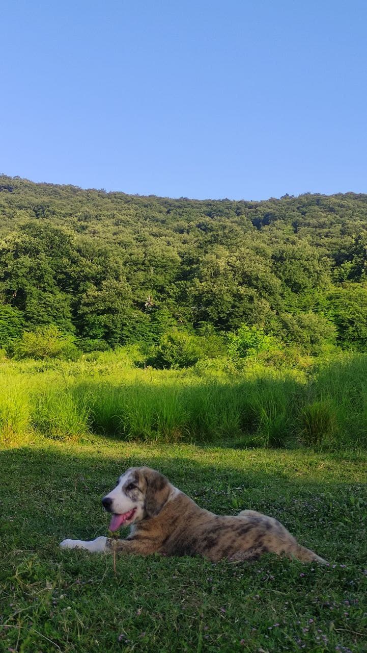 chilling on grasses