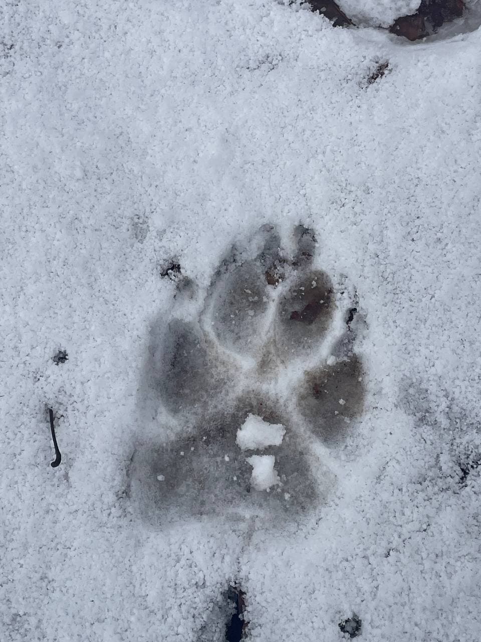 snowy footprint